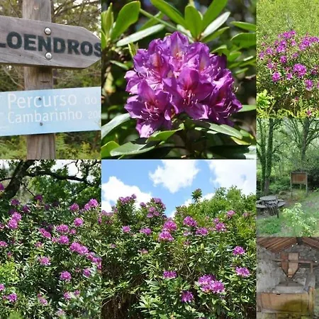 Casa Quelha Da Presa *